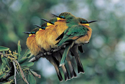 BIRDWATCHING BIRDWATCHING